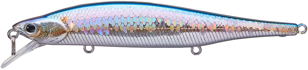 MS American Shad