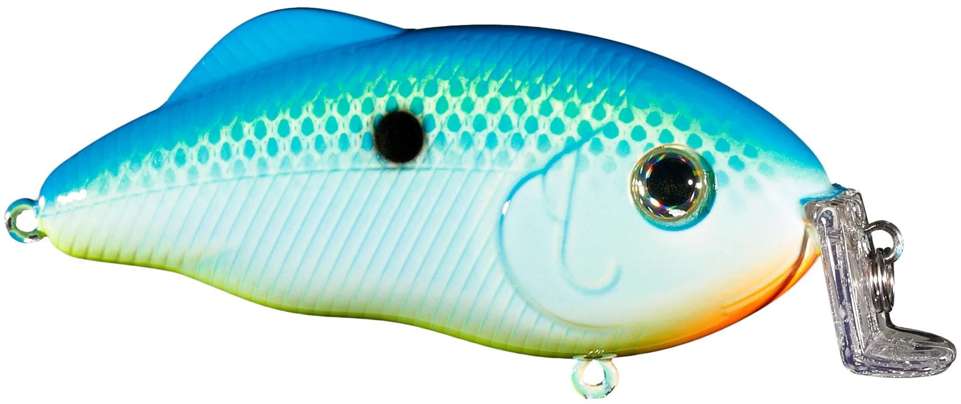 Citrus Shad