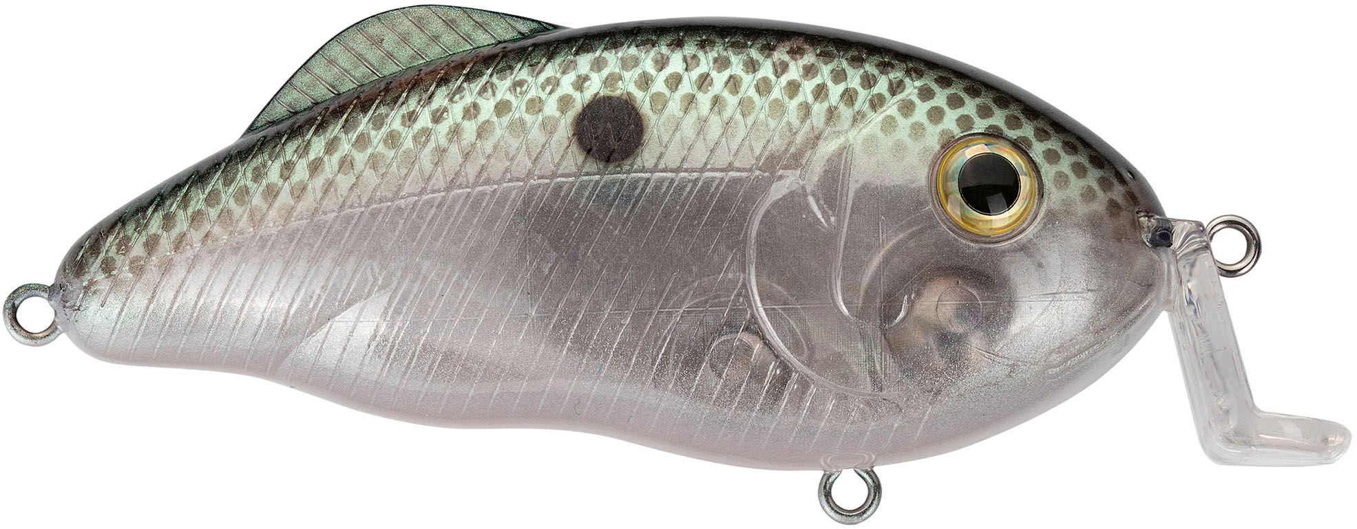 Green Gizzard Shad