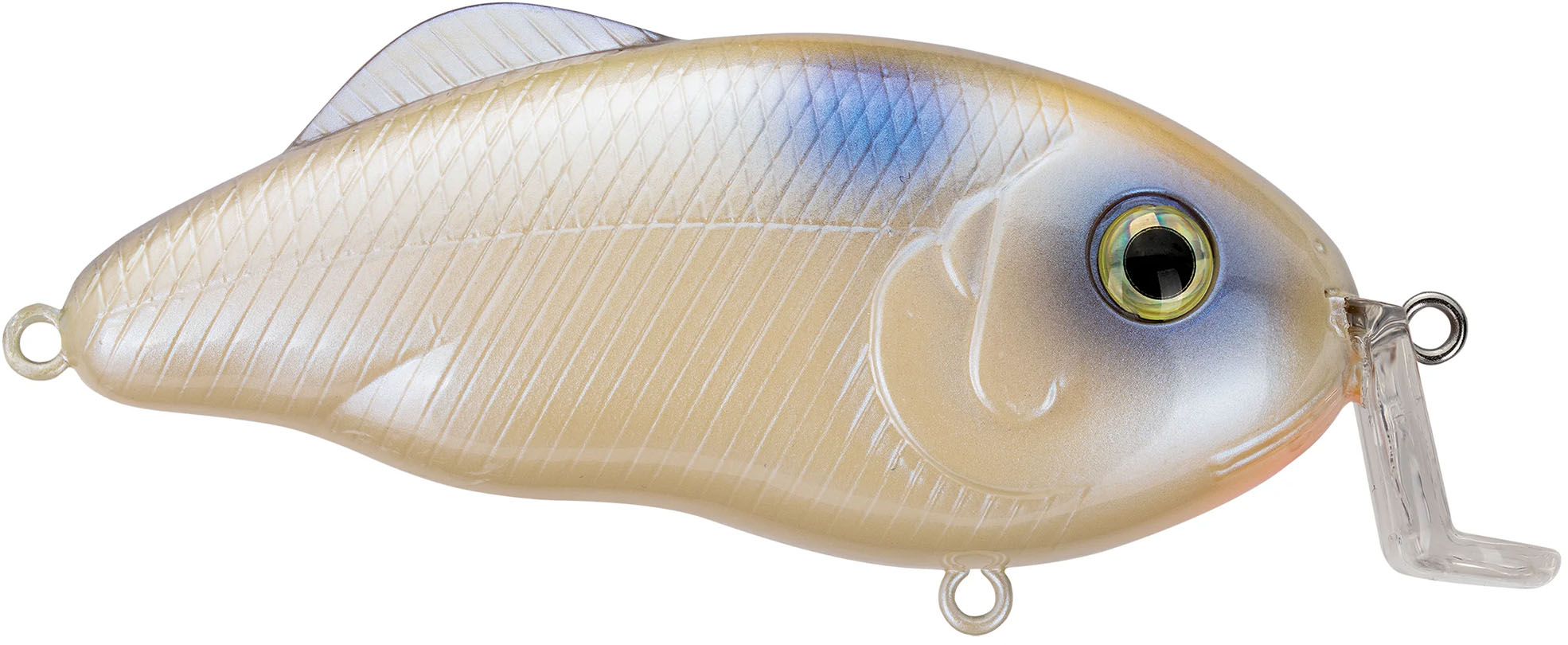 Oyster